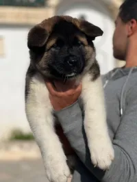 Akita americain