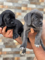 chien-cane-corso-annaba-algerie