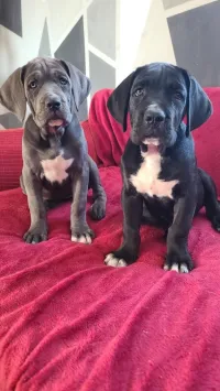 Cane corso