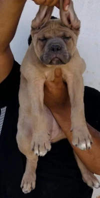 Cane corso
