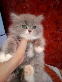 Persan male 