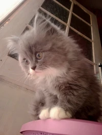 Chat persan