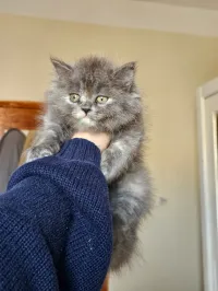 Chaton persan chirazi 