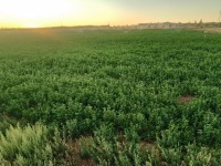 أرض-فلاحية-بيع-الأغواط-الجزائر