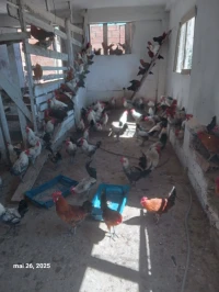 poules kabyle + œufs + poussins 