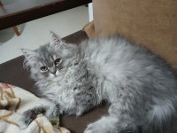 قطط-chat-persan-silver-vraie-race-بوزريعة-الجزائر