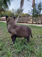 chien-malinois-vrai-race-zeralda-alger-algerie