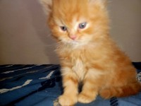 cats-un-chat-persan-male-alger-centre-algeria