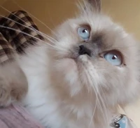 Chat