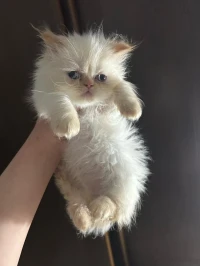 Male Persan red point yeux bleus