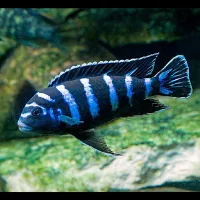 Poisson dimazoni