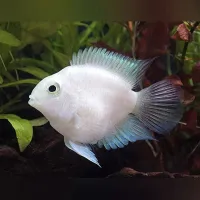 Poisson nigro 