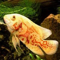Poisson oscar albinos 