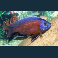 Poisson kadongo 