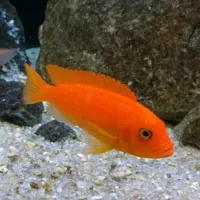 Poisson zebra orange 