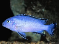 Alevins poisson socolovi