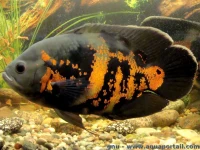 Poisson oscar 