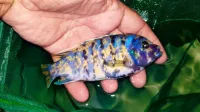 Poisson zebra ob 