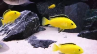 Poisson labido jeune