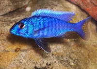 Bleu électrique 
