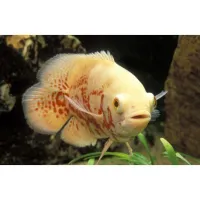 Poisson oscar albinos 