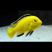 Poisson cichlide africain 