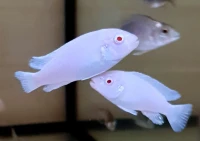 Poisson cichlide africain 