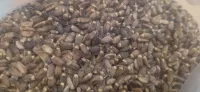 Grains chardon marie بذور شوك الجمل 