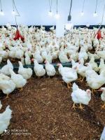 صناعة-و-إنتاج-تربية-الدجاج-الروبرو-المدية-الجزائر
