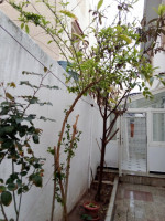 appartement-location-f4-alger-hammamet-algerie