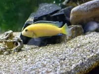 Cichlides africains Promotion