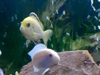Labido jaune , socolofi albinos et livinstonii 