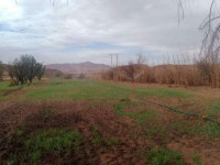 terrain-agricole-vente-naama-sfissifa-algerie