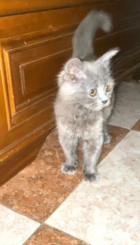 chat-british-longhair-shorthair-pure-race-alger-centre-algerie