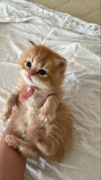 Chatton persan