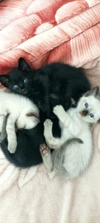 Chaton siamos