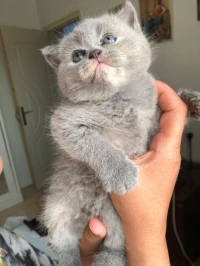 British shorthair et scottish fold