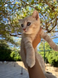 British shorthair 