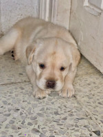 chien-labrador-retriever-annaba-algerie