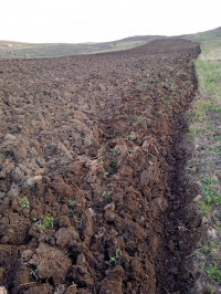 terrain-agricole-vente-bordj-bou-arreridj-medjana-algerie