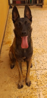 chien-femelle-malinois-pure-race-85-mois-aoran-algerie