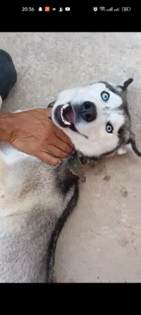 Husky wolf 