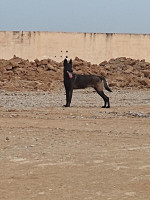 chien-malinois-charboni-el-asnam-bouira-algerie