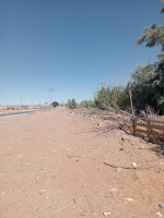 terrain-agricole-vente-bechar-lahmar-algerie