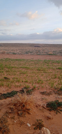 terrain-agricole-vente-djelfa-ain-oussara-algerie