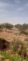 terrain-agricole-vente-djelfa-ain-oussara-algerie