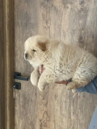 CHIOTS CHOWCHOW