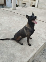 chien-femelle-malinois-pur-race-20-mois-beni-oulbane-skikda-algerie