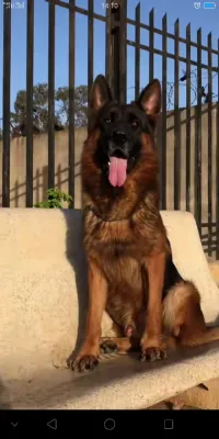 chiots berger allemand pedigree 