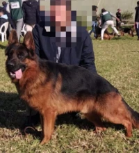 Chiot berger allemand 